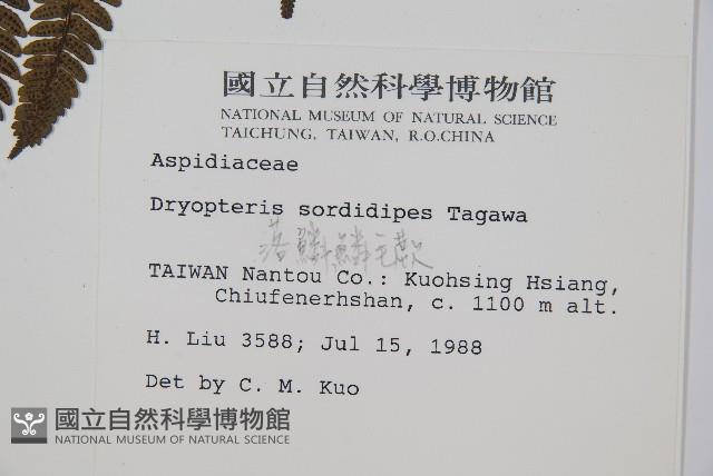 落鱗鱗毛蕨藏品圖，第2張