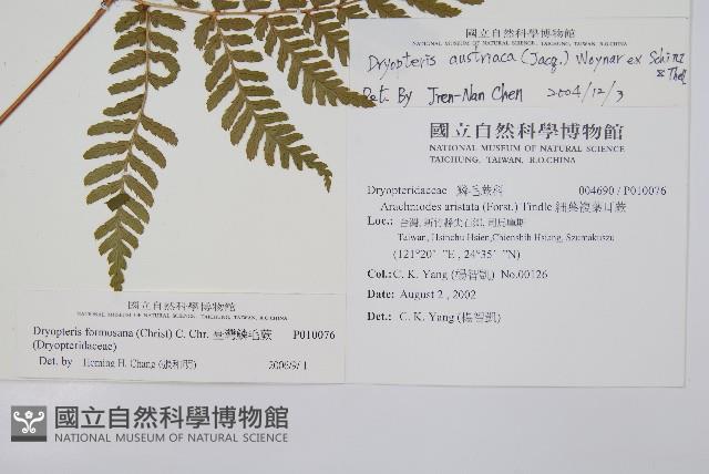 臺灣鱗毛蕨藏品圖，第2張