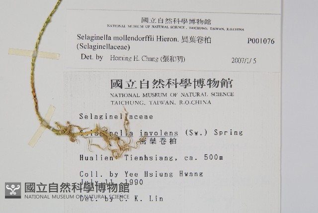 異葉卷柏藏品圖，第2張