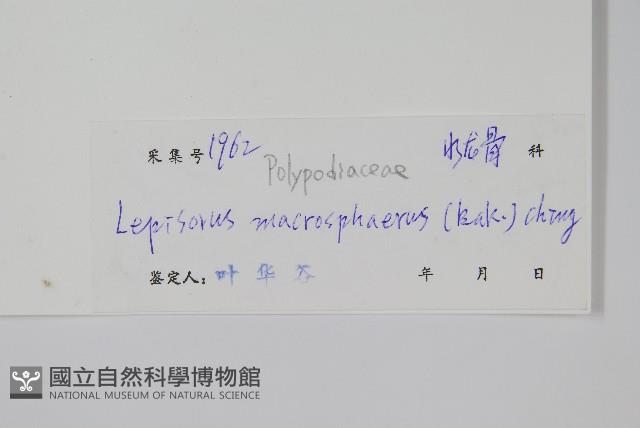 大瓦葦藏品圖，第2張