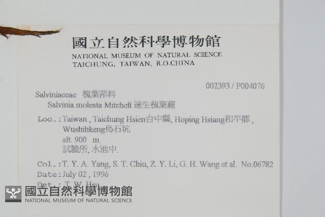 人厭槐葉蘋、速生槐葉蘋藏品圖，第2張