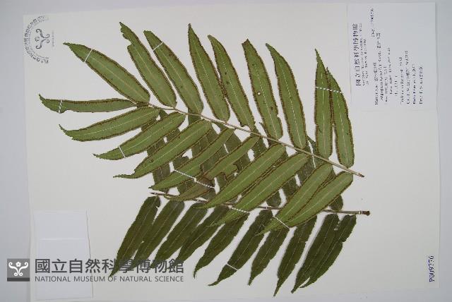 觀音座蓮藏品圖，第1張