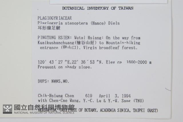 耳形瘤足蕨藏品圖，第2張