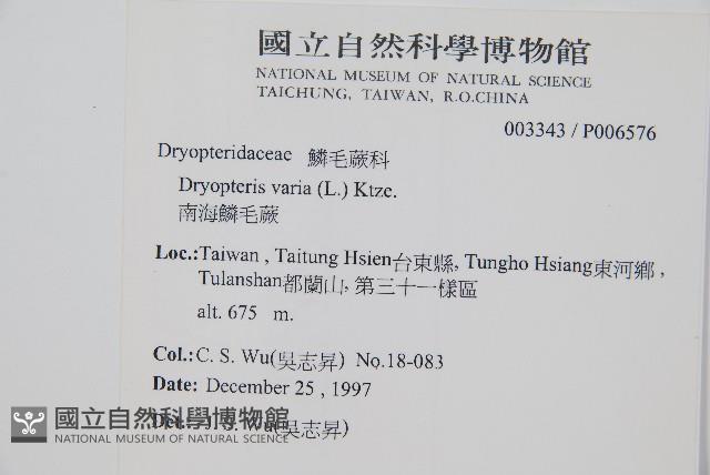 南海鱗毛蕨藏品圖，第2張