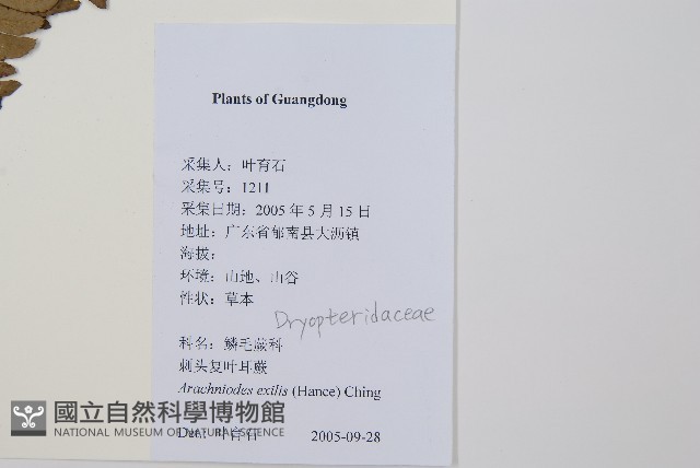 中華複葉耳蕨藏品圖，第2張