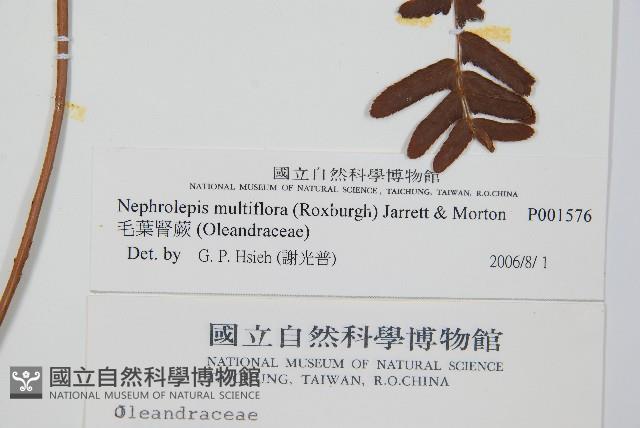 毛葉腎蕨藏品圖，第2張