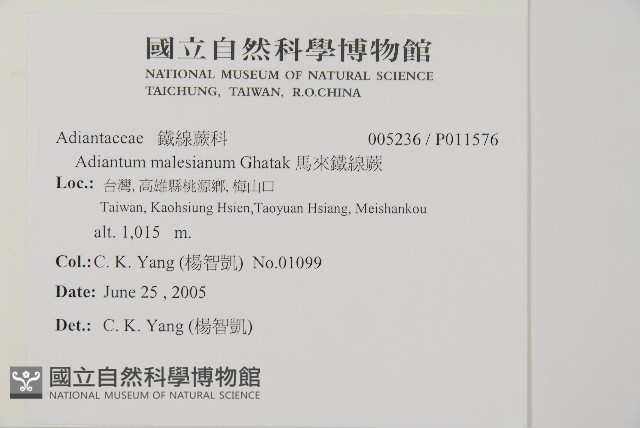 馬來鐵線蕨藏品圖，第2張