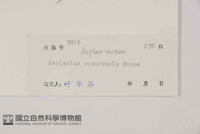 線裂鐵角蕨藏品圖，第2張