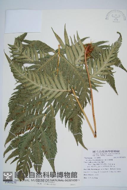 臺灣狗脊蕨藏品圖，第1張