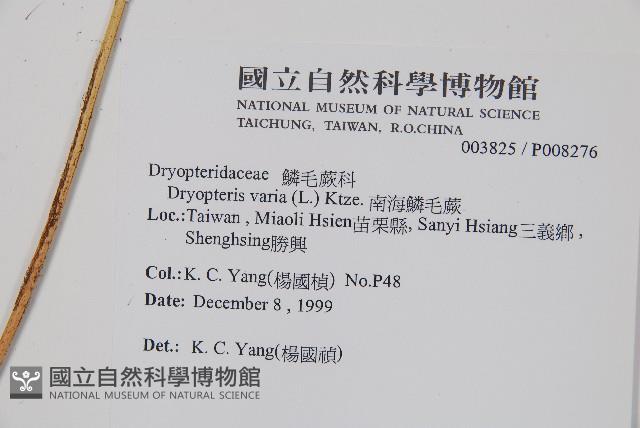 南海鱗毛蕨藏品圖，第2張