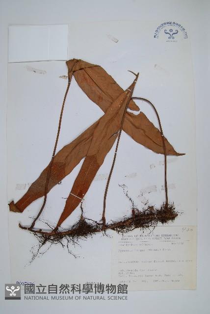 石葦藏品圖，第1張