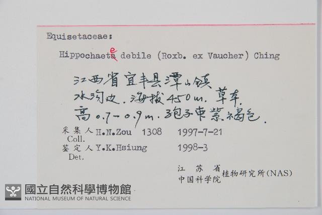 芼管草藏品圖，第2張