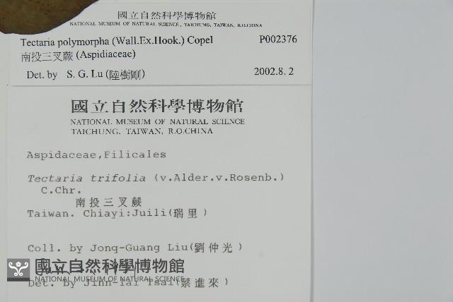 南投三叉蕨藏品圖，第2張
