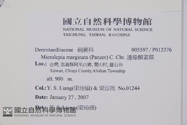 邊緣鱗蓋蕨藏品圖，第2張