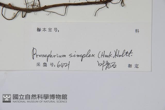 單葉新月蕨藏品圖，第2張