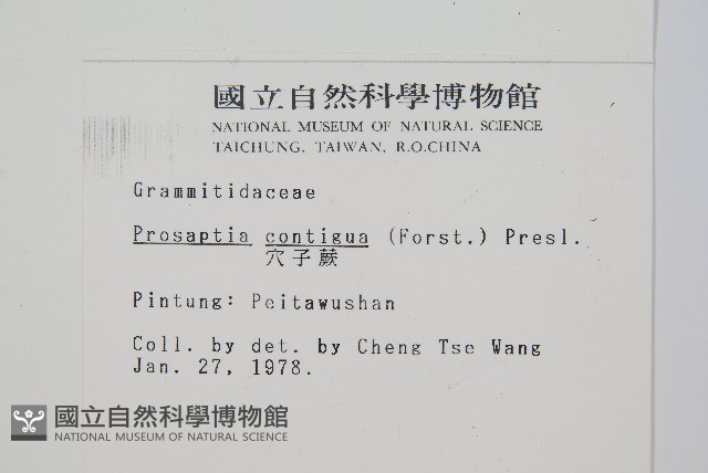 穴子蕨藏品圖，第2張