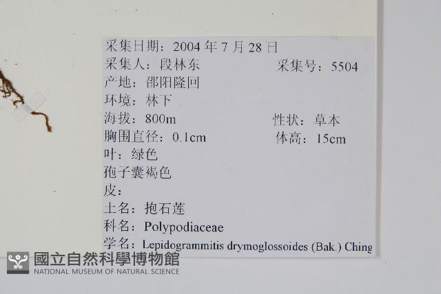 抱石蓮藏品圖，第2張