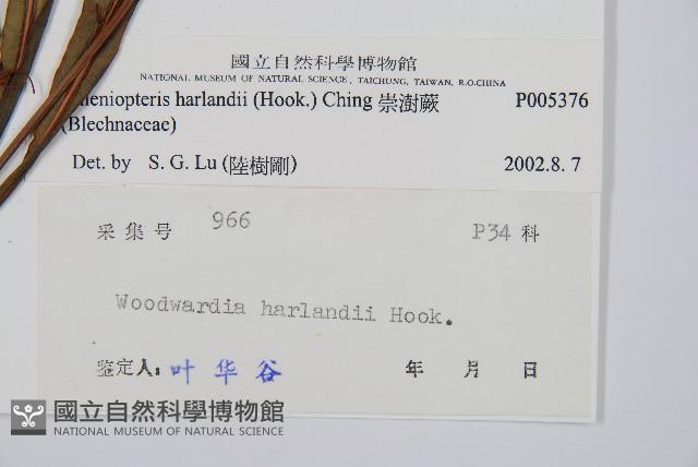 崇澍蕨藏品圖，第2張