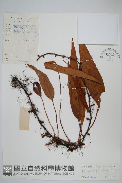 石葦藏品圖，第1張