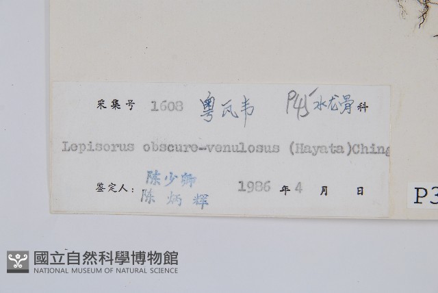 粵瓦葦藏品圖，第2張