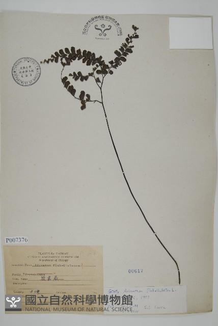 扇葉鐵線蕨藏品圖，第1張