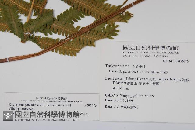 密毛毛蕨藏品圖，第2張