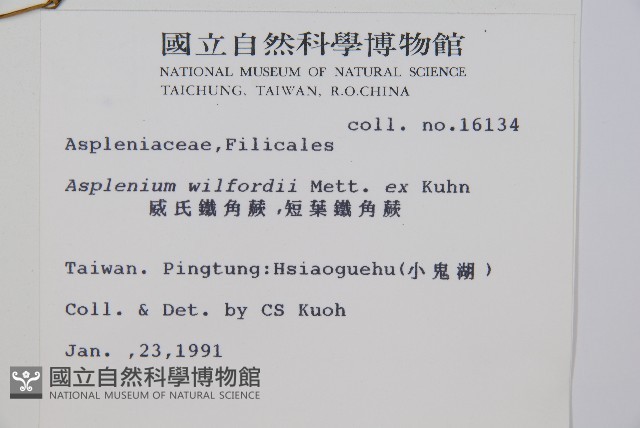 威氏鐵角蕨藏品圖，第2張