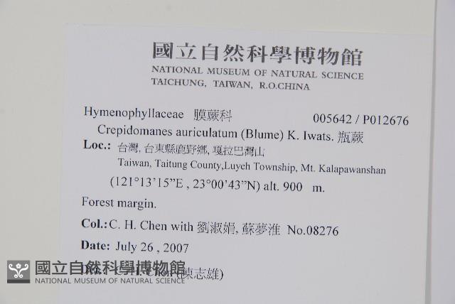 瓶蕨藏品圖，第2張