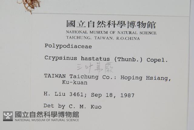 三葉茀蕨藏品圖，第2張