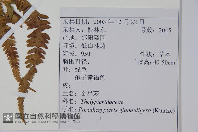 密腺副金星蕨藏品圖，第2張