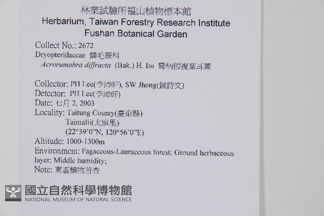 彎柄假複葉耳蕨藏品圖，第2張