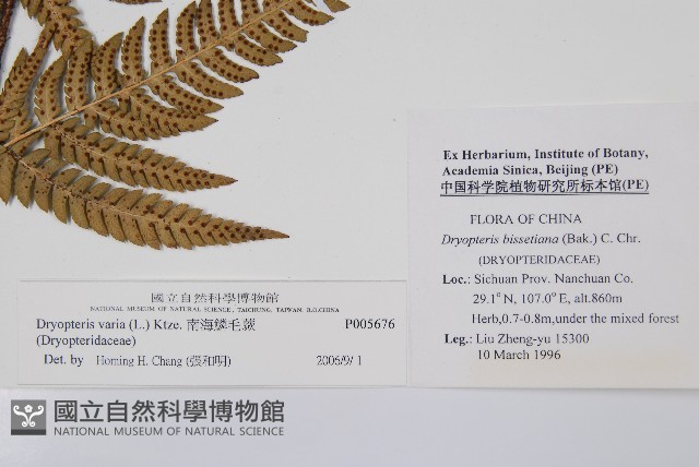 南海鱗毛蕨藏品圖，第2張