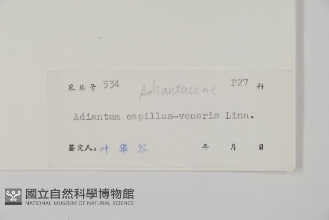 鐵線蕨藏品圖，第2張