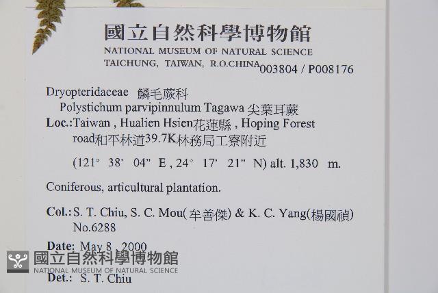 尖葉耳蕨藏品圖，第2張