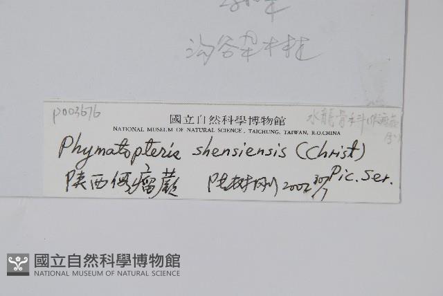 陜西假瘤蕨藏品圖，第2張