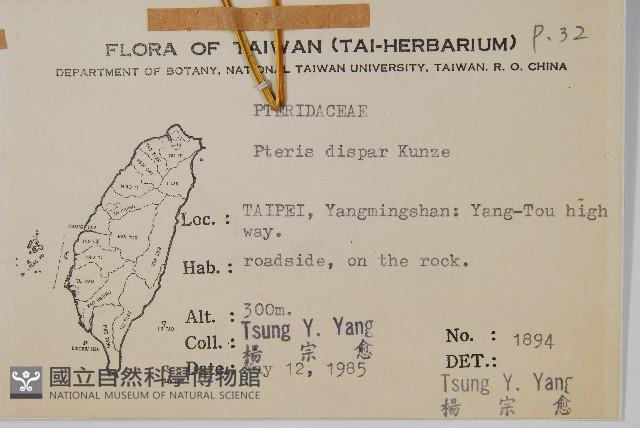 天草鳳尾蕨藏品圖，第2張