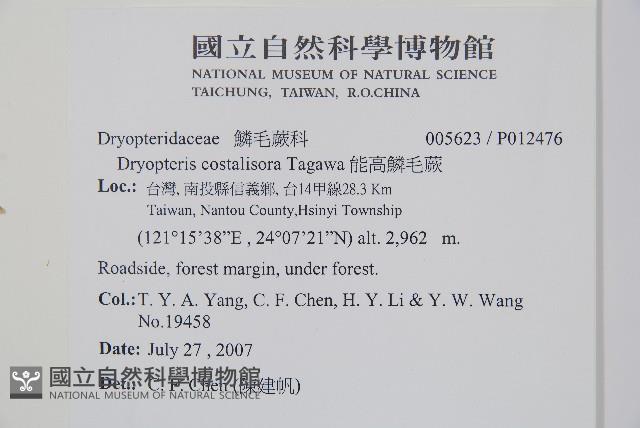 能高鱗毛蕨藏品圖，第2張