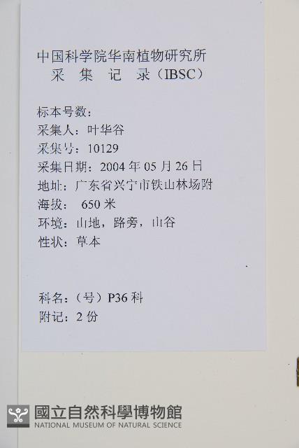 淡綠短腸蕨藏品圖，第1張