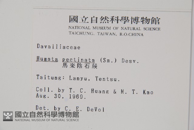 馬來陰石蕨藏品圖，第2張