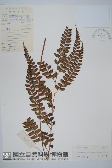斜方複葉耳蕨藏品圖，第1張