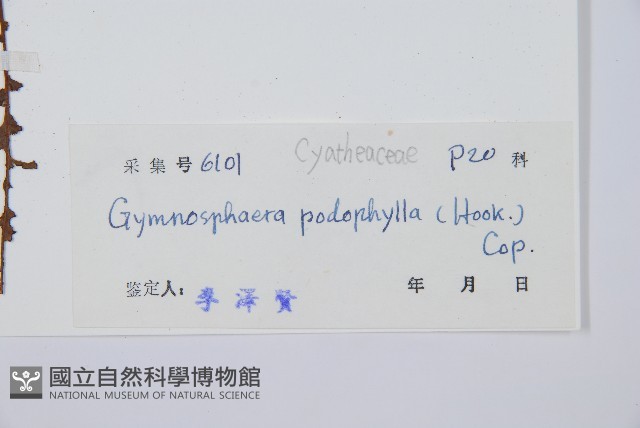 黑桫蕨藏品圖，第2張