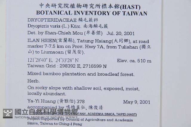 南海鱗毛蕨藏品圖，第2張