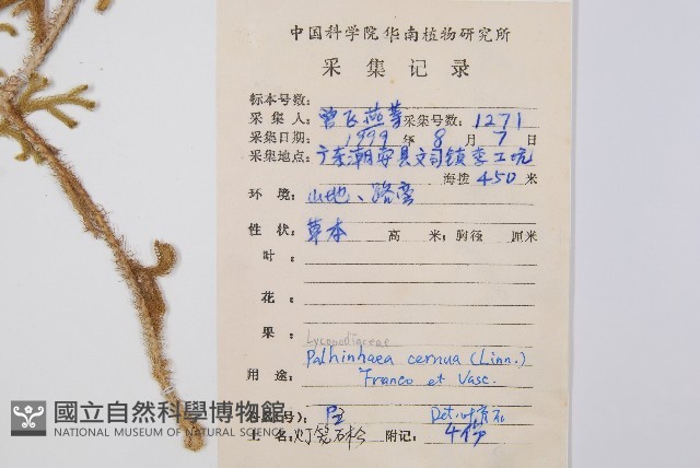 燈龍草藏品圖，第2張