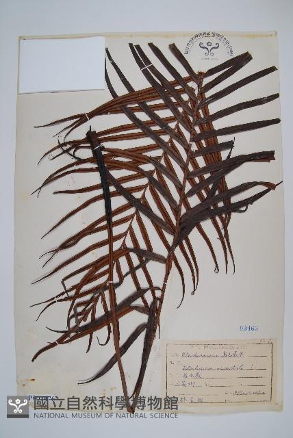 烏毛蕨藏品圖，第1張