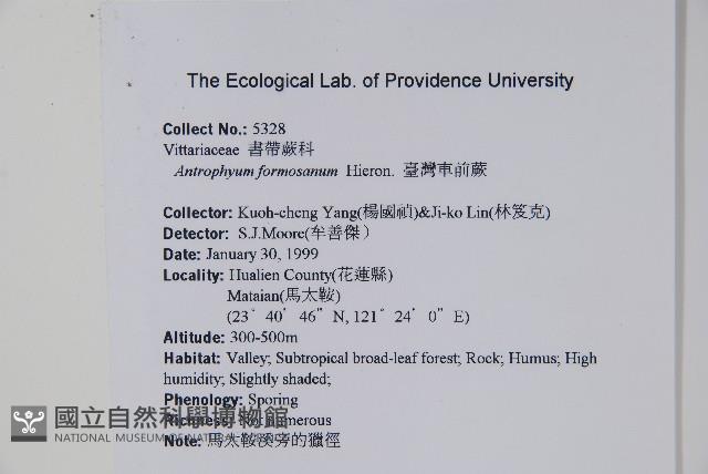 臺灣車前蕨藏品圖，第2張