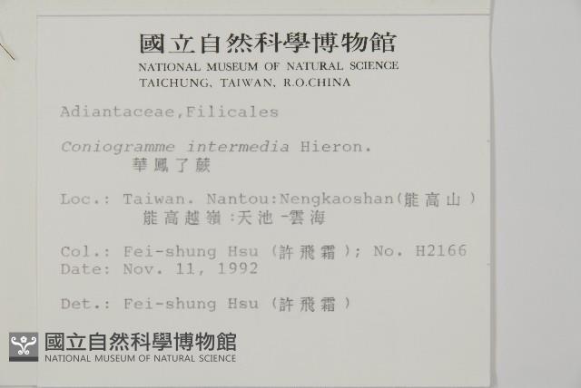 華鳳丫蕨藏品圖，第2張