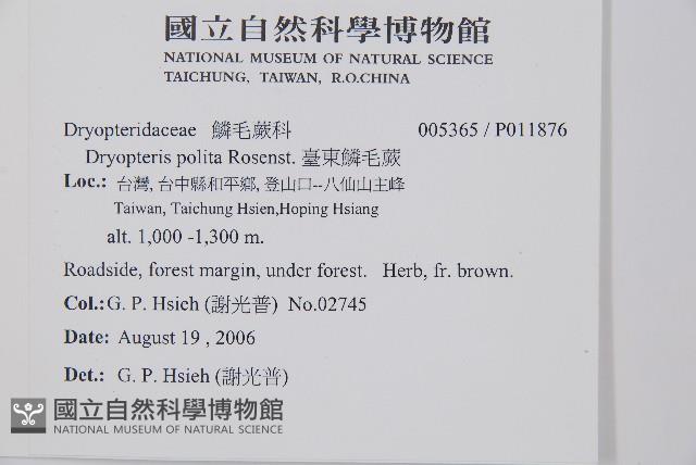 臺東鱗毛蕨藏品圖，第2張