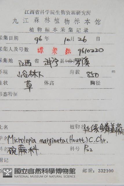 邊緣鱗蓋蕨藏品圖，第2張