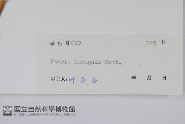 全緣鳳尾蕨藏品圖，第2張