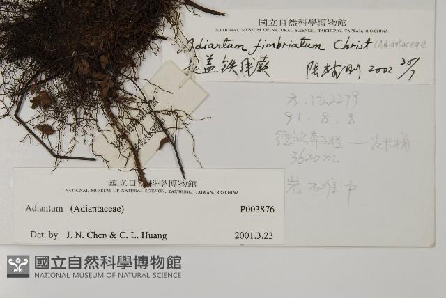 長蓋鐵線蕨藏品圖，第2張